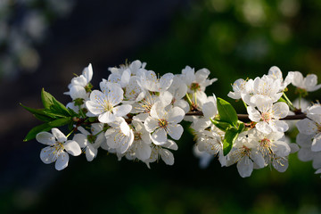 Blossoming stem of a fruit tree in the garden. White blossom on green background. Many spring flowers on branch of apple or aliche tree.