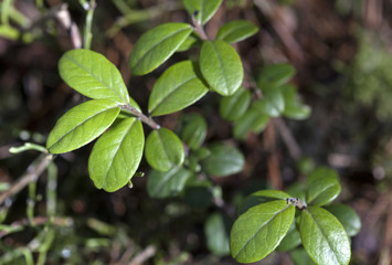 Fototapeta na wymiar Cowberry leaves macro