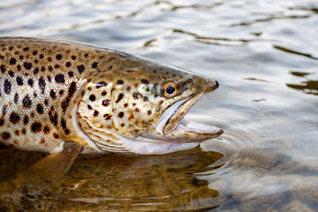 seltene Ferox Forelle oder Brown Trout aus Irland Lough Corrib