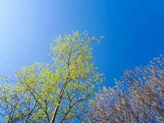 Trees in the forest - the crown of leaves against the sky