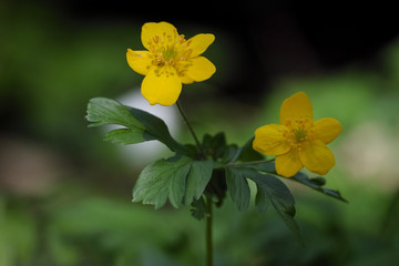 anemone ranunculoides flower