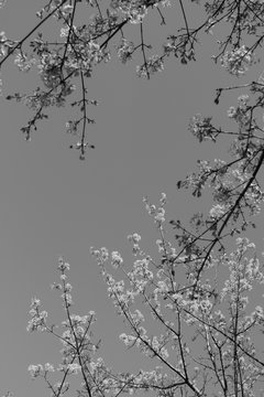 Frühling in Schwarz-Weiß