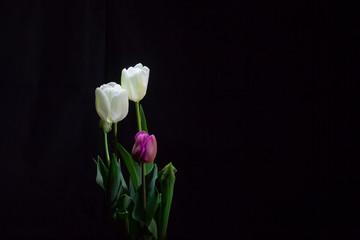 Group of Tulips under a dim light on black background (framing center left)