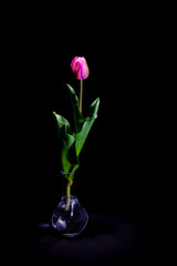 Pink Tulip under a dim light on black background (framing vertical)