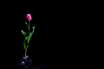 Pink Tulip under a dim light on black background (framing horizontal)
