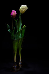 Pink and White Tulip under a dim light on black background (framing vertical)