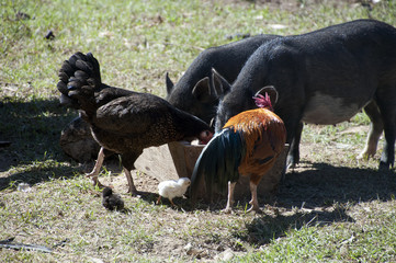 Ka Chuan village Cambodia, pigs with snout in feed trough with chickens 