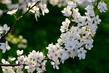 Blossoming stem of a fruit tree in the garden. White blossom on green background. Many spring flowers on branch of apple or aliche tree.