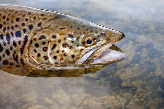 seltene Ferox Forelle oder Brown Trout aus Irland Lough Corrib
