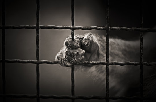 Chimpanzee holding the cage