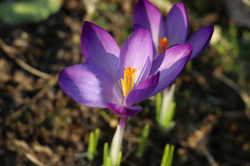 Violet Spring Crocus / Giant Crocus (Crocus vernus)