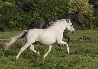 Ponies