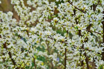 White flowers of Bush Cherry (Prunus Japonica) 