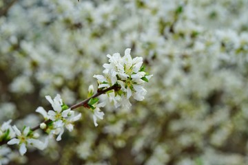 White flowers of Bush Cherry (Prunus Japonica) 