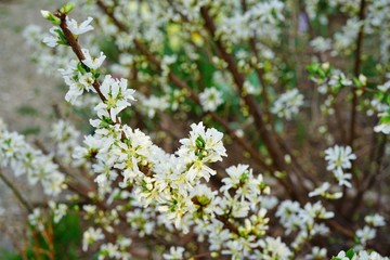 White flowers of Bush Cherry (Prunus Japonica) 