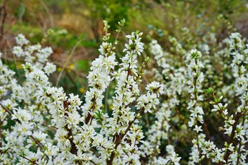 White flowers of Bush Cherry (Prunus Japonica) 