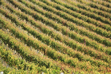 Winery in Yara valley, Victoria, Australia