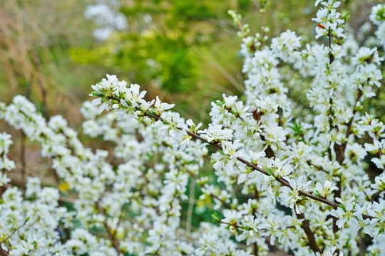 White flowers of Bush Cherry (Prunus Japonica) © eqroy