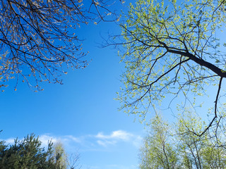 Trees in the forest - the crown of leaves against the sky