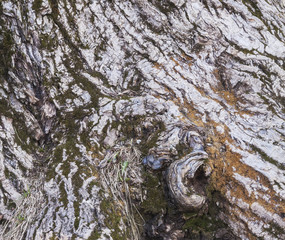 The texture of a living tree. Tree bark. Horizontal. Close up.