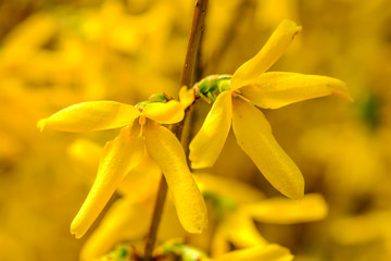 Beautiful yellow blooming shrub macro detail in spring