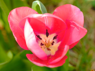 Obraz na płótnie Canvas Beautiful blooming ping tulip flower close up detail