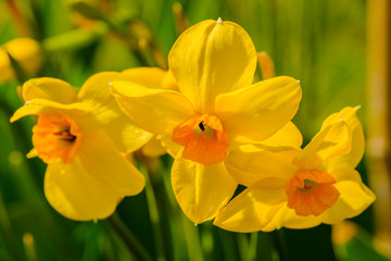 Tree blossoming yellow flowers in flowerbed in spring