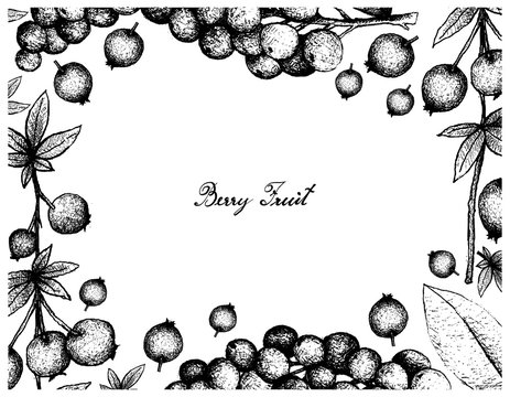 Hand Drawn Frame of Calafate Berry and Antidesma Thwaitesianum Fruits