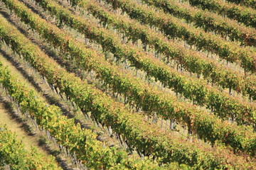 Winery in Yara valley, Victoria, Australia