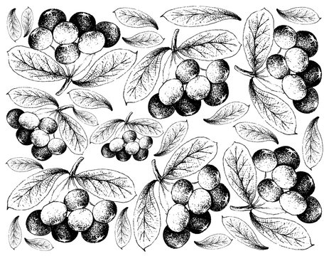 Hand Drawn Background of Fresh Acai Berries