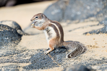 Barbary Ground Squirrel Atlantoxerus getulus on  Fuerteventura, Canary Islands  Spain