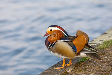 Mandarinente (Aix galericulata) am Ufer vom Spreekanal
