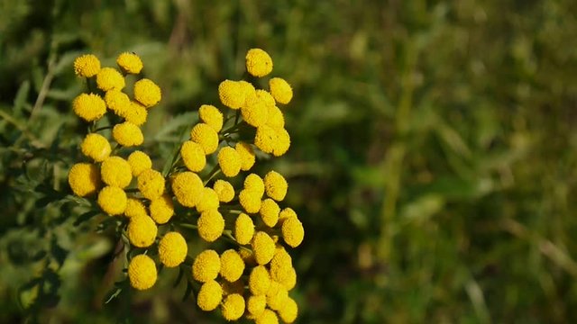Bitter golden buttons of Tanacetum vulgare yellow flower shrub on the wind HD footage - Tansy perennial herbaceous flowering plant. Static camera