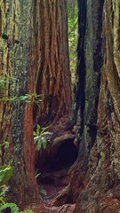 Inside Two Burned Redwood Trees