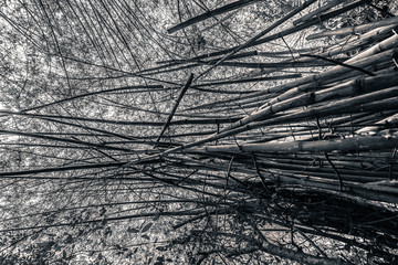 Bamboo forest on the mountain.