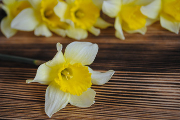 Yellow daffodil on the table