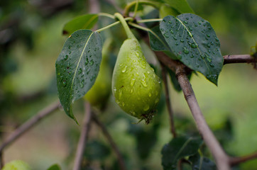Pear on a branch