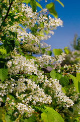 Blooming of bird cherry. Tree with white flowers