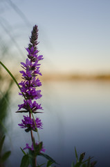 purple flower on the background of water