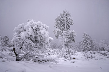 Snow-covered forest on a cloudy day.