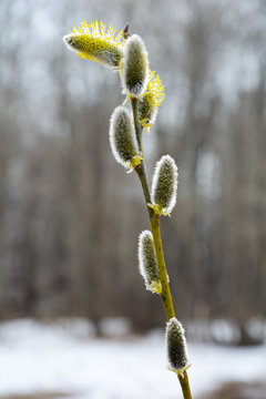 A branch of a blossoming willow