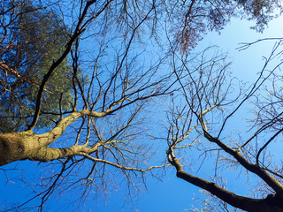 Trees in the forest - the crown of leaves against the sky
