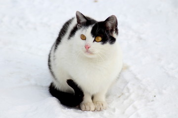 Fototapeta premium A cat on a street walk