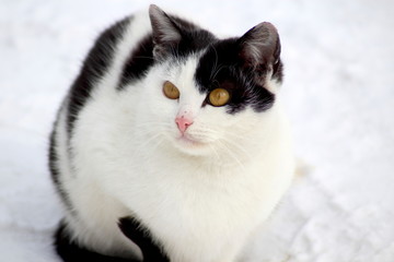 A cat on a street walk