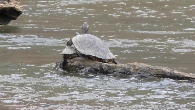 Georgia, Sweetwater Creek Park, Two painted turtles on a rock in Sweetwater Creek