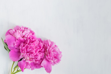 Pink peonies on a light background