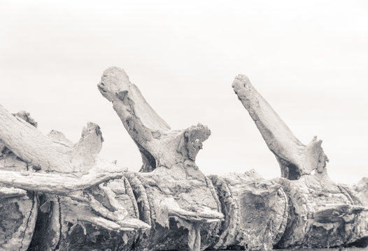 Detail of a skeleton of a whale photograph