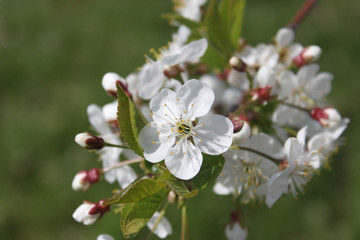 Apple spring garden. It's spring. May. Horizontal. Selective focus.