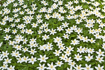 Blühende Buschwindröschen, Anemone nemorosa 