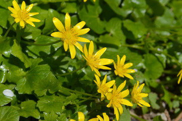 yellow delicate spring flower
